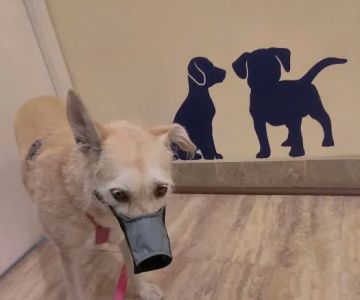 Orange Hill Veterinary Hospital