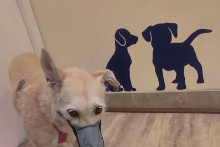 Orange Hill Veterinary Hospital