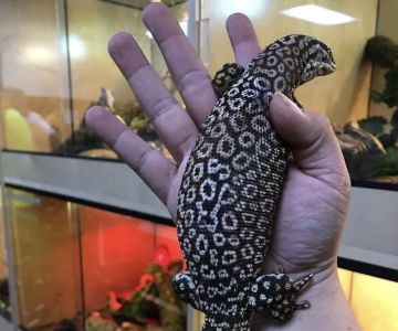 AE Herps and Exotics