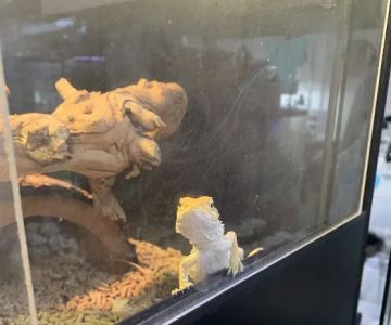 Reptiles