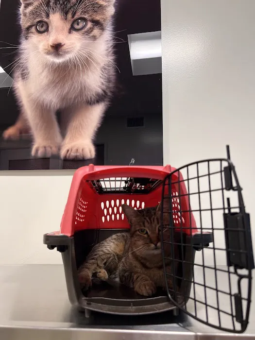 Primary Care Animal Hospital - Bixby Knolls 12