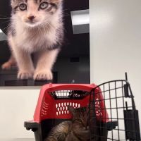 Primary Care Animal Hospital - Bixby Knolls ico