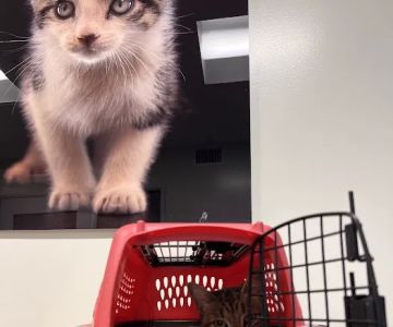 Primary Care Animal Hospital - Bixby Knolls