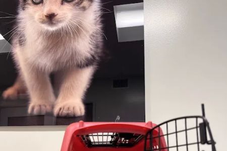 Primary Care Animal Hospital - Bixby Knolls
