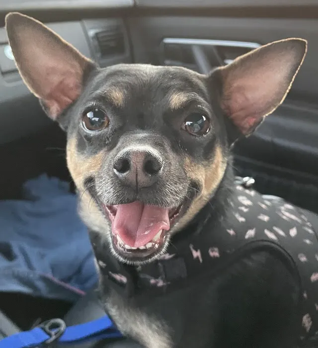 Primary Care Animal Hospital - Bixby Knolls 12