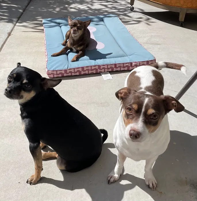 Primary Care Animal Hospital - Bixby Knolls 12