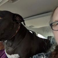 Uptown Animal Hospital Inc ico