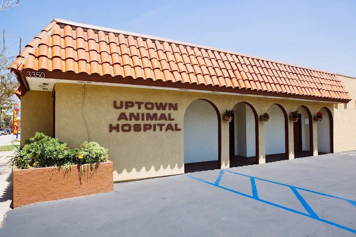 Uptown Animal Hospital Inc 12