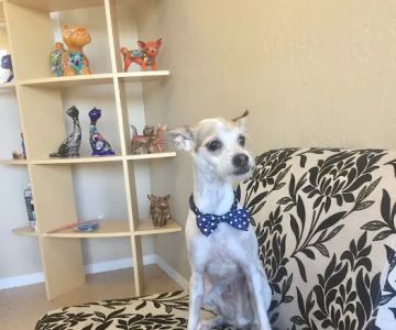 Le Doggie Pet Grooming