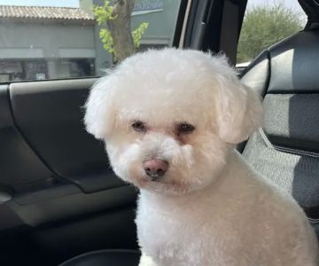 Scottsdale Ranch Grooming