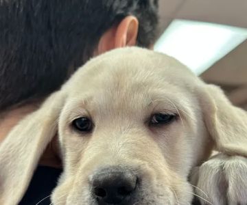Puppy Time Puppies