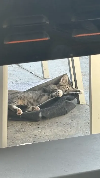 AM PM Spay & Neuter Clinic 3