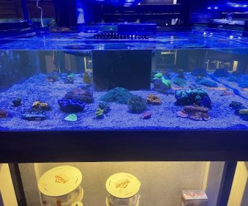 Kona Reef Az - Phoenix