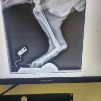 After Hours Animal Hospital ico