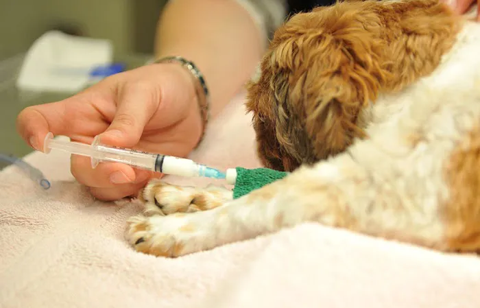 Ashton Animal Hospital 5