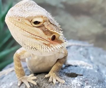 Petco