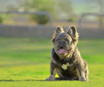 Steady’s Petshop