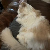 Dr Marchi, Pet Euthanasia at Home ico