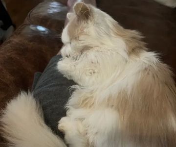Dr Marchi, Pet Euthanasia at Home