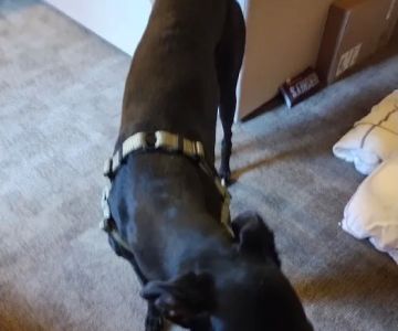 Greyhound Pets of Arizona