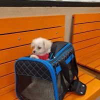 Banfield Pet Hospital ico