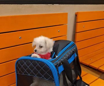 Banfield Pet Hospital