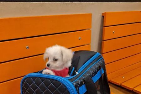 Banfield Pet Hospital