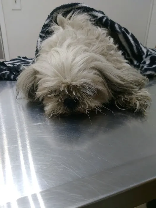 Affordable Animal Hospital: Compton 12