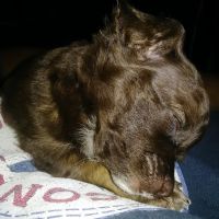 Affordable Animal Hospital: Compton ico