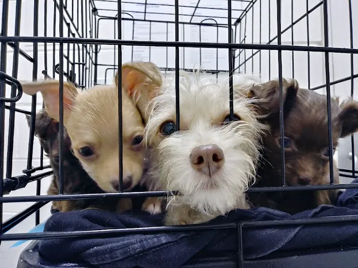Affordable Animal Hospital: Compton 12