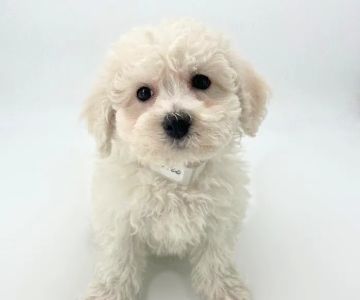 Puppyland Tolleson