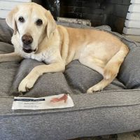 County Line Animal Hospital ico