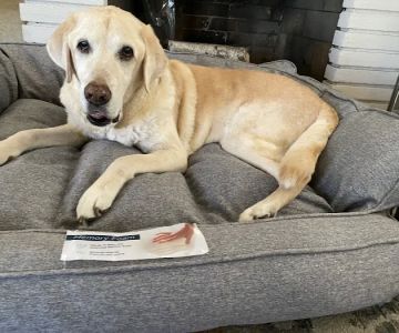 County Line Animal Hospital