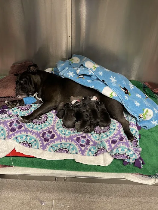 County Line Animal Hospital 12