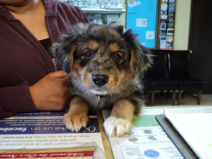 La Habra Animal Hospital 12