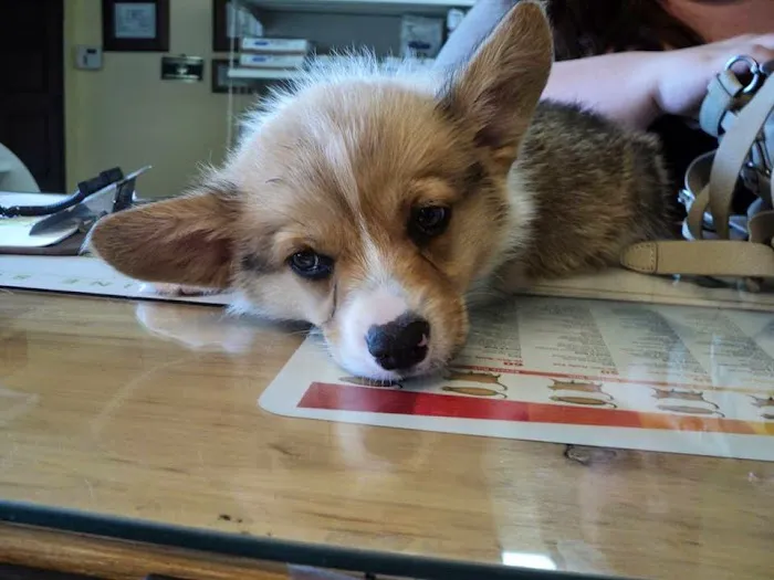 La Habra Animal Hospital 12