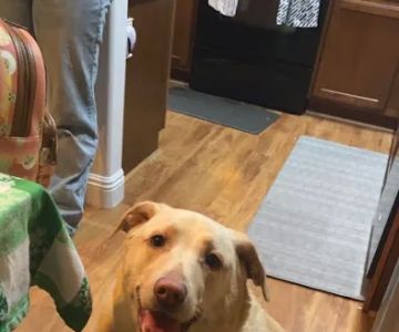 Donnie's Doggie Desserts LLC