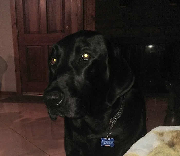 Habra Linda Animal Hospital 12