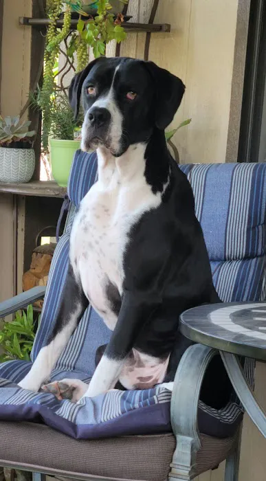 Habra Linda Animal Hospital 12