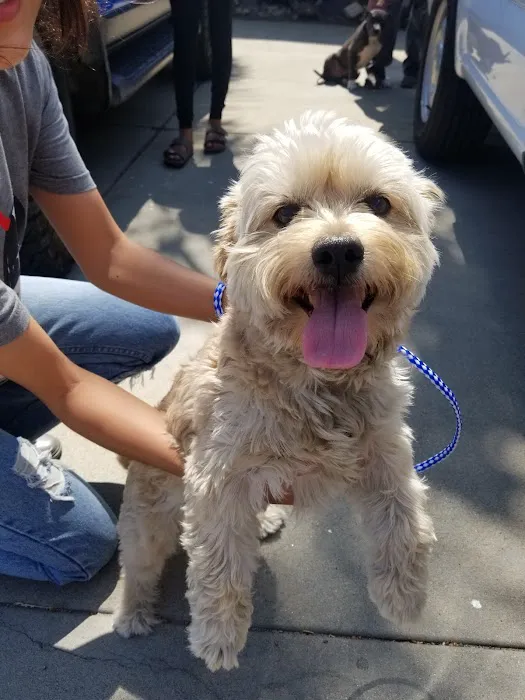 Habra Linda Animal Hospital 12