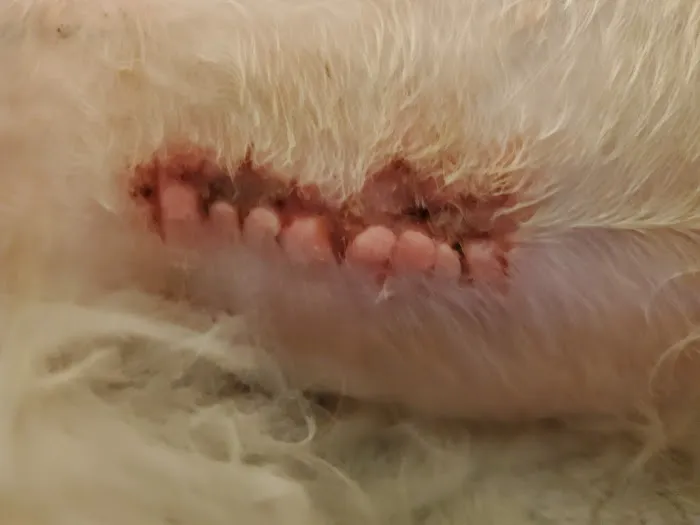 Alpine Animal Hospital 12
