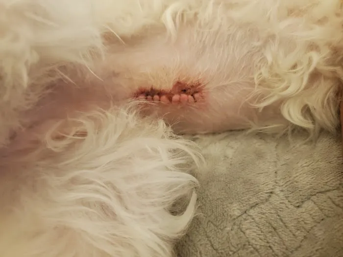 Alpine Animal Hospital 12