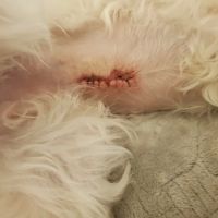 Alpine Animal Hospital ico
