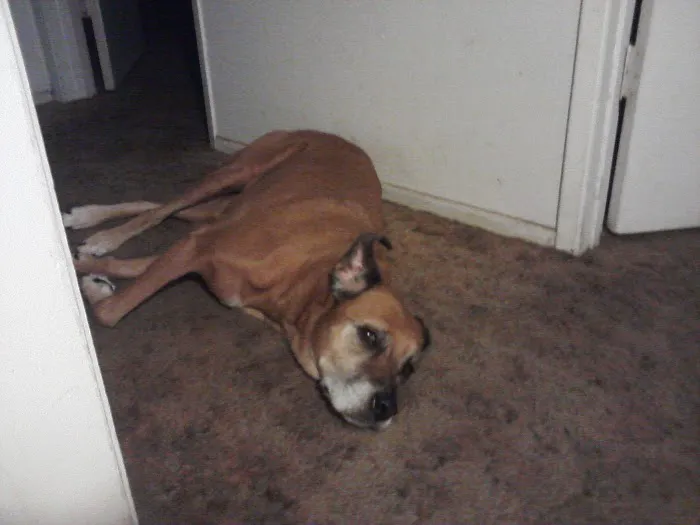 Alpine Animal Hospital 12