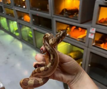 CUSTOM CREATURES PET SHOP