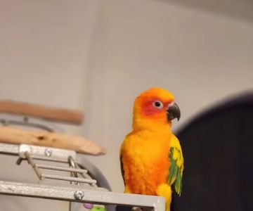 Birds, and Then Some!
