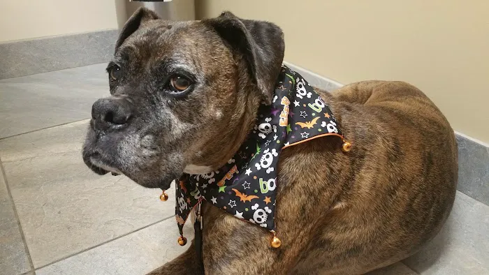 Washington Boulevard Animal Hospital 12