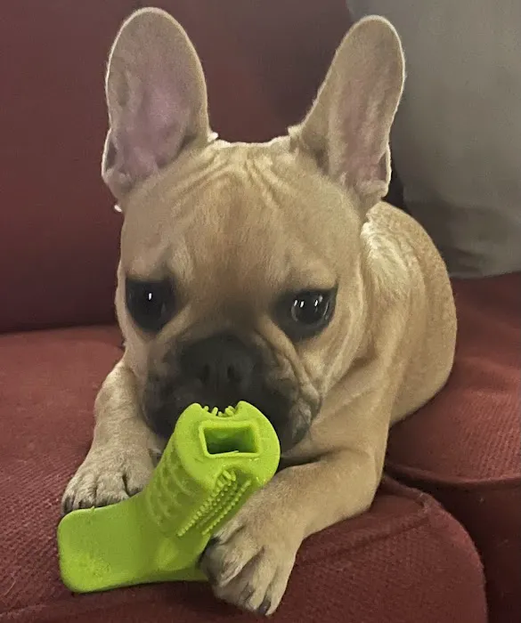 Washington Boulevard Animal Hospital 12