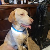 Washington Boulevard Animal Hospital ico