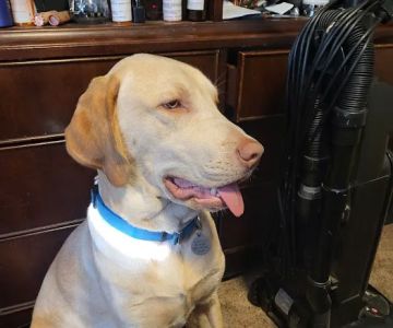Washington Boulevard Animal Hospital